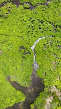 Yoğun bitki örtüsünü kesen bir deresi olan Mangrove ormanı. Siargao, Filipinler.