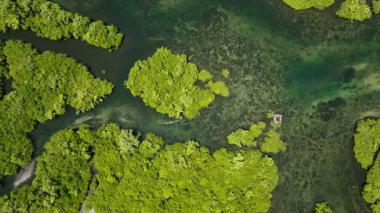 Tropikal mangrov ormanlarının ve yeşil su yollarının en üst manzarasında küçük bir tekne geçiyor. Siargao, Filipinler.