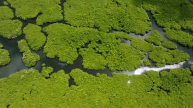 Parlak yeşil bitki örtüsü ve güneş ışığını yansıtan dolambaçlı su yollarıyla tropikal mangrov ormanlarının en üst görüntüsü. Siargao, Filipinler.