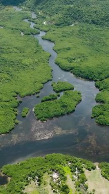 Görünür kıvrımlı nehir kanalları ve lagünleriyle yoğun bir mangrov ormanı. Siargao, Filipinler.