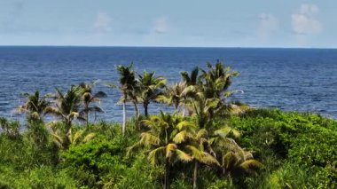 Arka planda açık mavi okyanus olan kıyı şeridinde palmiye ağaçları ve yoğun yeşil bitki örtüsü yetişiyor. Siargao, Filipinler.