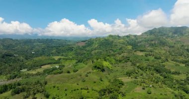 Taze yeşil yapraklar, tropikal bitkiler ve dağ yağmur ormanlarındaki ağaçlar. Mavi gökyüzü ve bulutlar. Mindanao, Filipinler.