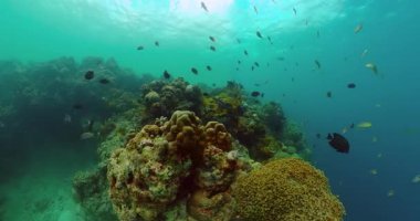 Mavi denizin üzerindeki kaplumbağa. Renkli balıklı yumuşak ve sert mercanlar.