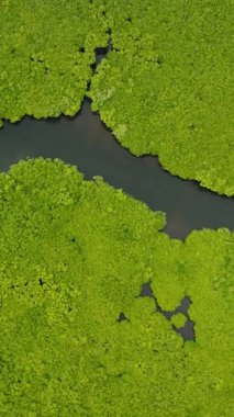 Dar su geçitleri kıvrımlı hatlar oluşturan Mangrove adaları. Siargao, Filipinler.
