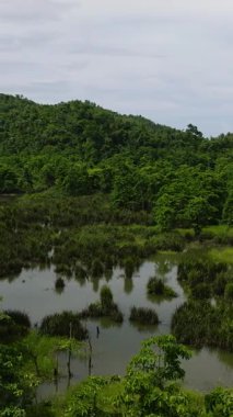 Su ve sık ağaç örtüsüne sahip sulak arazi Siargao, Filipinler 'de tropikal bir ekosistem oluşturur..