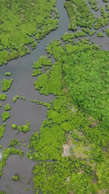 Kıyı manzarası boyunca akan dolambaçlı su kanalları ile yoğun mangrov ormanı. Siargao, Filipinler.