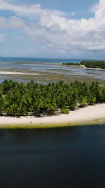 Beyaz kumlu sahil sığ suların yanında sık palmiye ağaçları ile kaplı. Siargao, Filipinler.