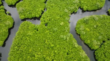 Yeşil mangrov ağaçları karanlık su kanallarıyla bölünerek doğal kıvrımlar oluşturuyor. Siargao, Filipinler.