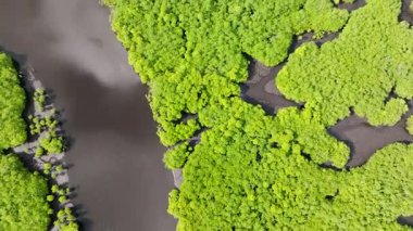 Mangrove ormanı ve nehir kanallarının yanındaki çamurlu düzlükler. Siargao, Filipinler.