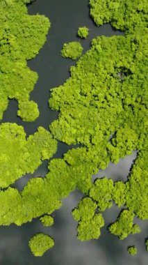 Dağılmış mangrov ağaçlarının hava görüntüsü karanlık yansıtıcı su kanallarının üzerinde kümeler oluşturuyor. Siargao, Filipinler.