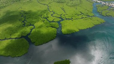 Mangrove Ormanı 'nın dallanan su yolları gün ışığında bir deniz koyuna bağlanıyor. Siargao, Filipinler.