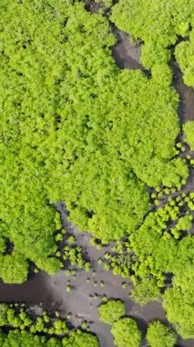 Yeşil gölgelik arasında çamurlu su bulunan tropik yoğun mangrov ormanı. Siargao, Filipinler.
