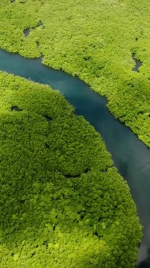 Yemyeşil mangrov ormanının engin genişliği dolambaçlı mavi bir nehir tarafından ikiye bölündü. Siargao, Filipinler.