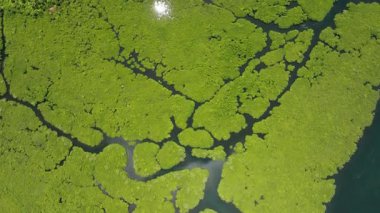 Yoğun mangrov ormanlarından yeşil bitki örtüsü ve güneş ışığı altında dallanan su yollarına bakın. Siargao, Filipinler.