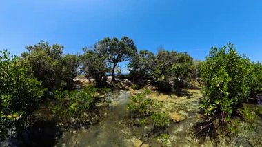 Yeşil mangrov ağaçları ve temiz mavi gökyüzünün altında sığ kıyı sularında yetişen genç bitkiler. Siargao, Filipinler.