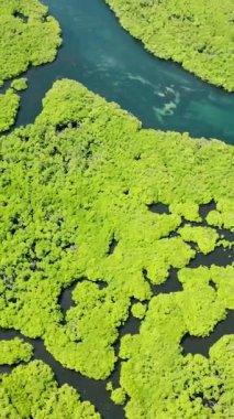 Mavi nehir kanallı mangrov kümeleri doğal desenler oluşturuyor. Siargao, Filipinler.
