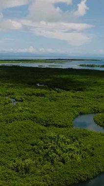 Nehir, kıyı suyu ve yeşil bitki örtüsüyle çevrili sık mangrov ormanlarından geçer. Siargao, Filipinler.