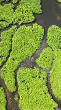 Yoğun yeşil mangrov ormanı, kıvrımlı karanlık su yolları ve küçük açıklıkları var. Siargao, Filipinler.