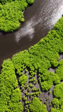 Çamurlu kıyıları olan mangrov ağaçlarının arasından esen gün ışığını yansıtır. Siargao, Filipinler.
