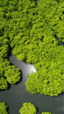 Sakin nehir kanalları boyunca büyüyen mangrov kümeleri. Siargao, Filipinler.