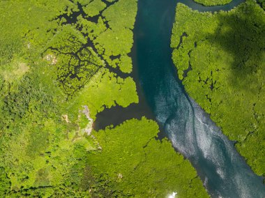 Mangrove bitki örtüsü temiz nehir suyuyla buluşuyor. Görünür desenleri ve yansımaları var. Siargao, Filipinler.