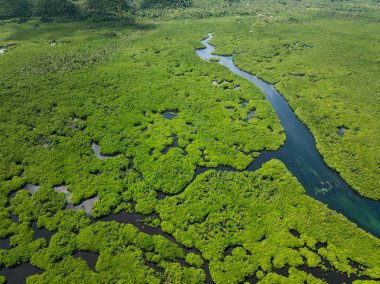 Parlak yeşil bitki örtüsüyle sık mangrov ormanlarından akan dolambaçlı bir nehir. Siargao, Filipinler.