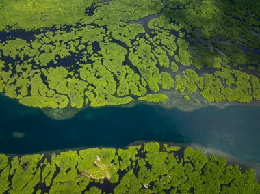 Mangrove ormanı kıvrımlı su kanalları ve dağınık yeşil alanlar karanlık su üzerinde. Siargao, Filipinler.