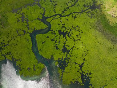 Sarmal su yolları ve koyu mavi su parçalarıyla yoğun yeşil mangrov ormanı. Siargao, Filipinler.
