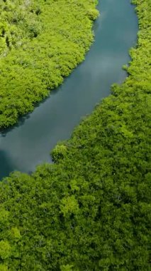 Mavi nehir, yoğun yeşil mangrov ormanlarında gün ışığında dolaşır. Siargao, Filipinler.
