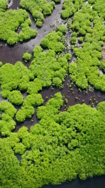 Yoğun mangrov ağaçlarının havadan görünüşü çamurlu suları küçük su kanallarıyla kaplıyor. Siargao, Filipinler.