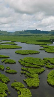 Mangrove orman su yolları yeşil bitki örtüsüyle çevrili sakin bir nehir sistemi oluşturuyor. Siargao, Filipinler.