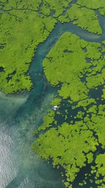 Yeşil yapraklı Mangrove deltası sığ turkuaz deniz suyuyla buluşuyor. Siargao, Filipinler.