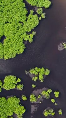 Küçük ahşap tekne, mangrov ormanlarıyla çevrili karanlık nehir suyunda süzülür. Siargao, Filipinler.