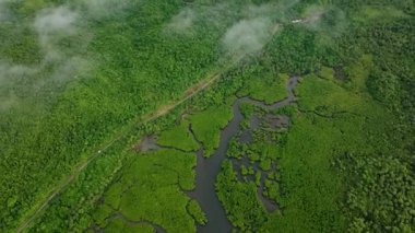Yoğun bir mangrov ormanında, dağınık su yollarıyla bir yol esiyor. Siargao, Filipinler.