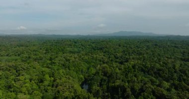 Tropik yeşil orman ve tropik dağdaki orman. Mindanao, Filipinler.