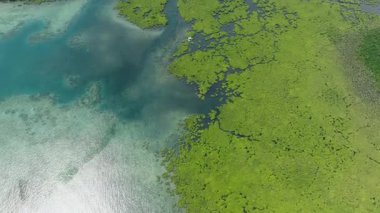 Mangrove ormanı kıyı şeridini turkuaz sığ denizle kaplıyor. Siargao, Filipinler.