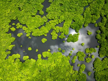 Dağılmış yeşil adacıkları ve karanlık suları ile Mangrove ormanı bulutları ve güneşi yansıtıyor. Siargao, Filipinler.