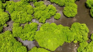 Bataklıkta sığ su ve çamurlu düzlüklerle çevrili mangrov ağaçları kümeleri. Siargao, Filipinler.
