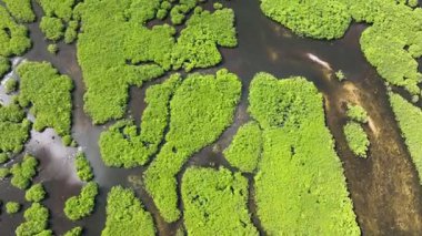 Mangrov oluşumlarının en üst görüntüsü dar kanallarla ayrılan sığ gelgit sularındadır. Siargao, Filipinler.