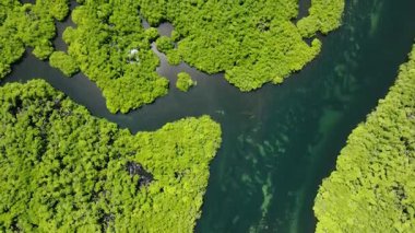 Mangrov ormanının turkuaz su kanallı hava aracı yeşilliği kesiyor. Siargao, Filipinler.