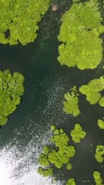 Küçük ağaç kümeleri ile mangrov ormanı sığ lagün suları boyunca yayılır. Siargao, Filipinler.