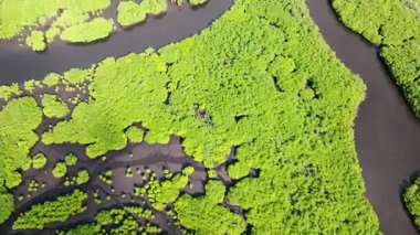 Mangrove Ormanı 'nın dolambaçlı su kanalları yoğun yeşillikleri kesiyor. Siargao, Filipinler.