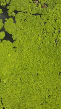 Tropikal mangrov orman tepe örtüsü dar su yollarının kesiştiği yoğun yeşil yüzey olarak görünür. Siargao, Filipinler.