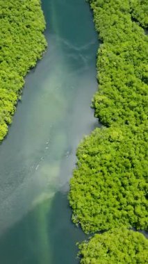 Mangrove ormanı yukarıdan gelen açık mavi su kanallarıyla bölünmüş durumda. Siargao, Filipinler.