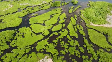 Yoğun mangrov kümeleri dolambaçlı doğal su yolları oluşturuyor. Siargao, Filipinler.
