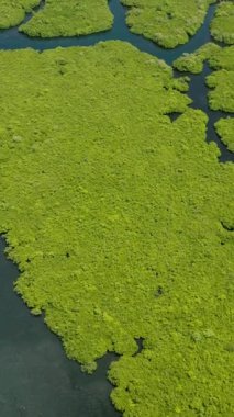 Yoğun yeşil mangrov ormanı. Nehirlerden oluşan bir labirent. Güneş ışığı altında desenler oluşturuyor. Siargao, Filipinler.