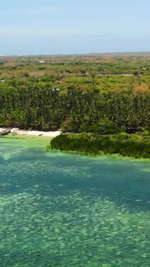 Hindistan cevizi ağaçları ve mangrovları olan bir plaj. Bantayan Adası 'nda yeşil su ve mercanlar. Cebu, Filipinler. Dikey görünüm.