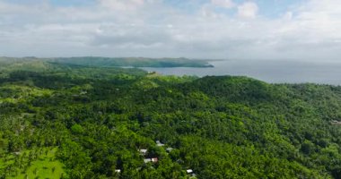Santa Fe, Tablas, Romblon 'daki palmiye ağaçları ve yeşil ormanın üzerinde uçuyor. Filipinler.