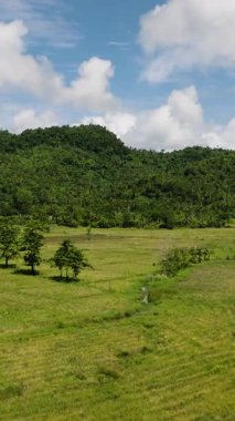 Dağılmış ağaçlarla kaplı geniş pirinç tarlaları bulutlu mavi gökyüzünün altında yoğun bir dağ ormanına çıkıyor. Siargao, Filipinler.