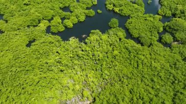 Yoğun mangrov ormanları, karanlık su yolları ve yeşil bitki örtüsü boyunca uzanan gölcükler. Siargao, Filipinler.